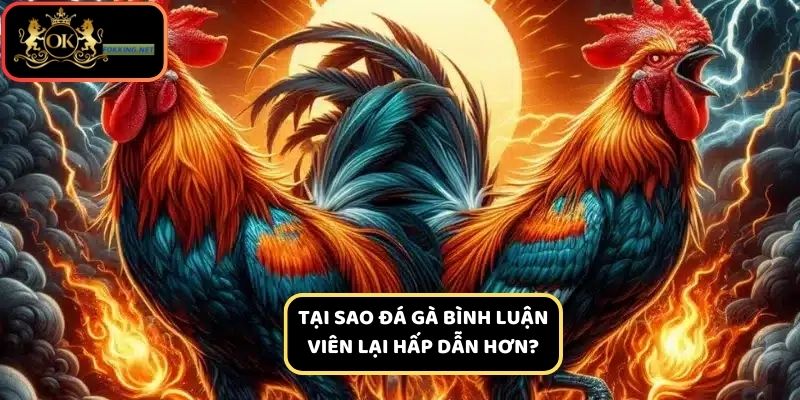 Lợi ích của các trận chọi gà có BLV