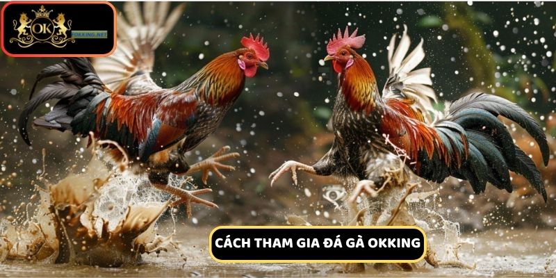Hướng dẫn các bước tham gia đặt cược đá gà Okking
