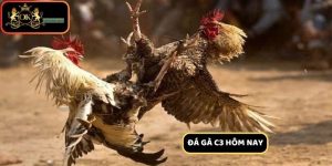 Đá Gà C3 Hôm Nay - Cập Nhật Kèo Đấu Đỉnh Cao & Cách Soi Kèo